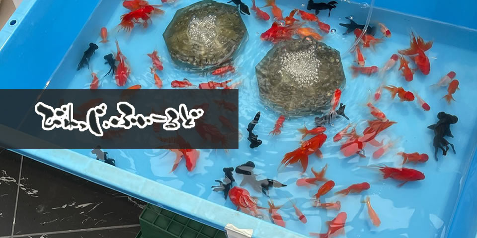 びれっじふぃ～るど